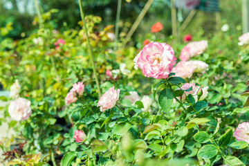 a bunch of roses in the garden