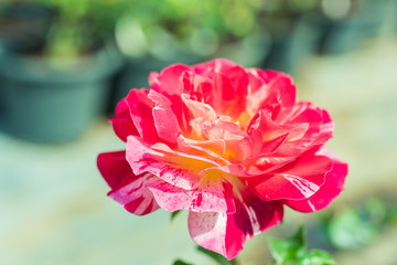 a bunch of roses in the garden