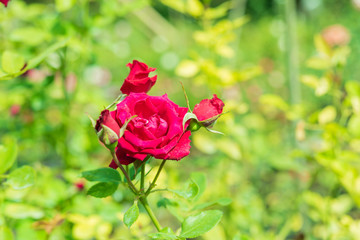 a bunch of roses in the garden