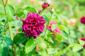 a bunch of roses in the garden