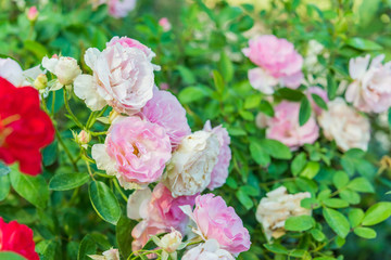 a bunch of roses in the garden