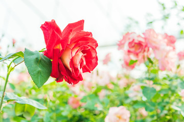 Obraz premium a bunch of roses in the garden