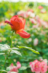 a bunch of roses in the garden