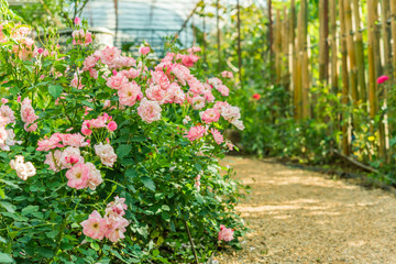 a bunch of roses in the garden