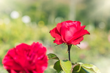 a bunch of roses in the garden