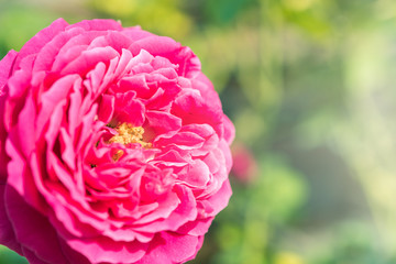 a bunch of roses in the garden
