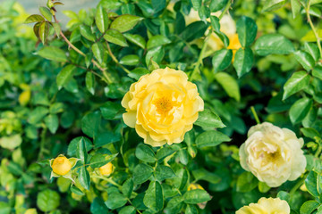 a bunch of roses in the garden