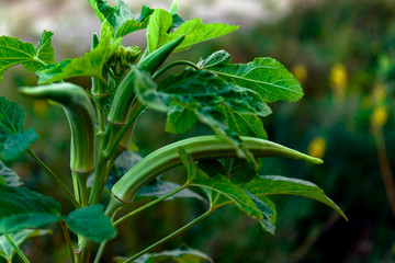 Okra plant close up organic produce food farming - obrazy, fototapety, plakaty