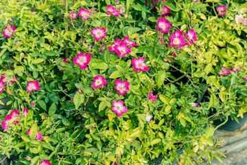 a bunch of roses in the garden