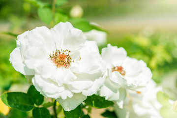 a bunch of roses in the garden