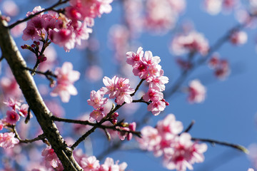 Cherry, Wild Himalayan Cherry,flowers