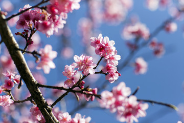 Fototapeta na wymiar Cherry, Wild Himalayan Cherry,flowers