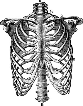 Vintage image human thorax