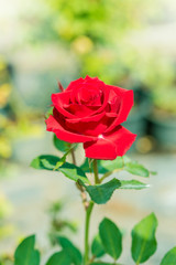 a bunch of roses in the garden