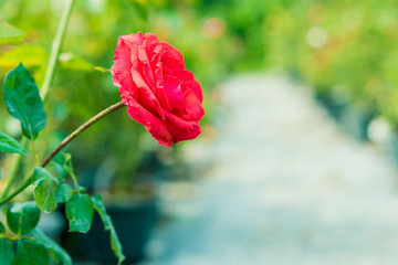 a bunch of roses in the garden