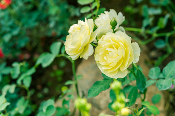 a bunch of roses in the garden