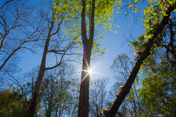 Obraz premium Forest with the sun behind