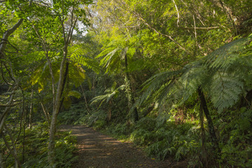 金作原原生林のヒカゲヘゴ