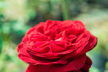 a bunch of roses in the garden