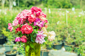 a bunch of roses in the garden