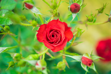a bunch of roses in the garden