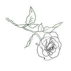 Роза-контур