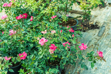 a bunch of roses in the garden