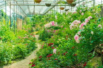 a bunch of roses in the garden