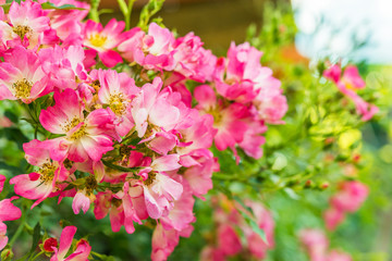 a bunch of roses in the garden