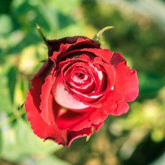 a bunch of roses in the garden