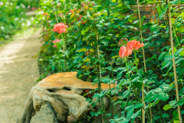 a bunch of roses in the garden