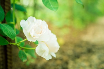 a bunch of roses in the garden