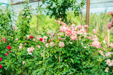 a bunch of roses in the garden