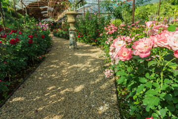 roses flowers in a greenhouse.