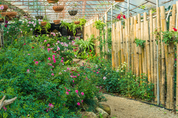 Fototapeta premium roses flowers in a greenhouse.