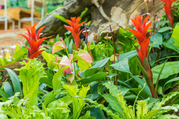 Ornamental flowers in a greenhouse.