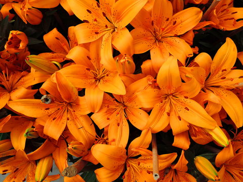 Fototapeta Orange tiger lilies