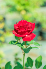 a bunch of roses in the garden