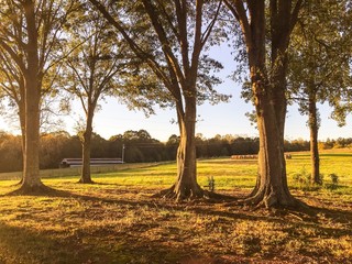 Fototapeta premium Sunny Trees with Barn