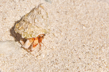 Hermit crab on the beach of a tropical island.