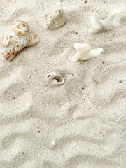 Seashells on the sand in a tropical island, Maldives.