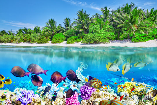 Tropical Island And The Underwater World In The Maldives. Thoddo