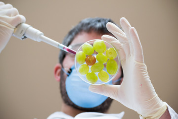 GMO grapes in action - 102565894