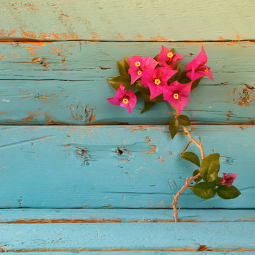 Fototapeta purple bougainvillea flowers on wooden textured table  
