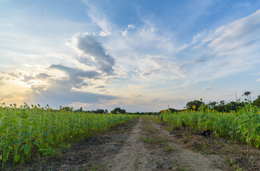 Fototapeta na wymiar sunflowers field