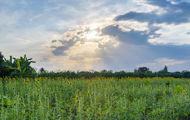 Obraz premium Field of sunflowers with sky
