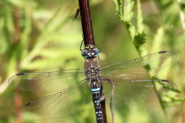 Close-up of a dragonfly called Southern Hawker (Aeshna mixta).