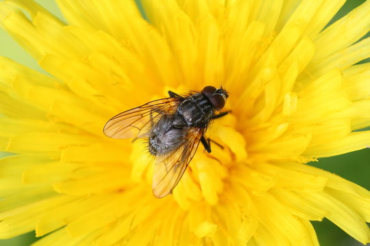 A Common fly posing on a flower of Dandelion. Insect macro.