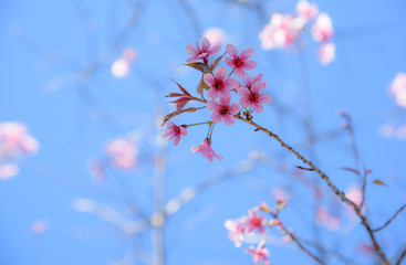 thailand cherry blossom