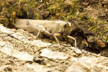 Grasshopper